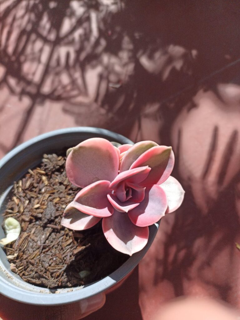 Two variegations