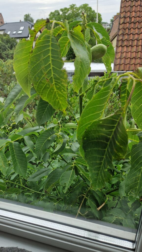 Can someone identify this fruit/tree