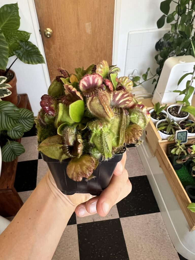 Cephalotus