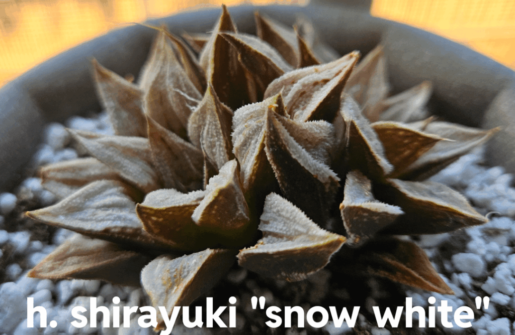 Ok... i'm cutoff from buying more haworthias this year