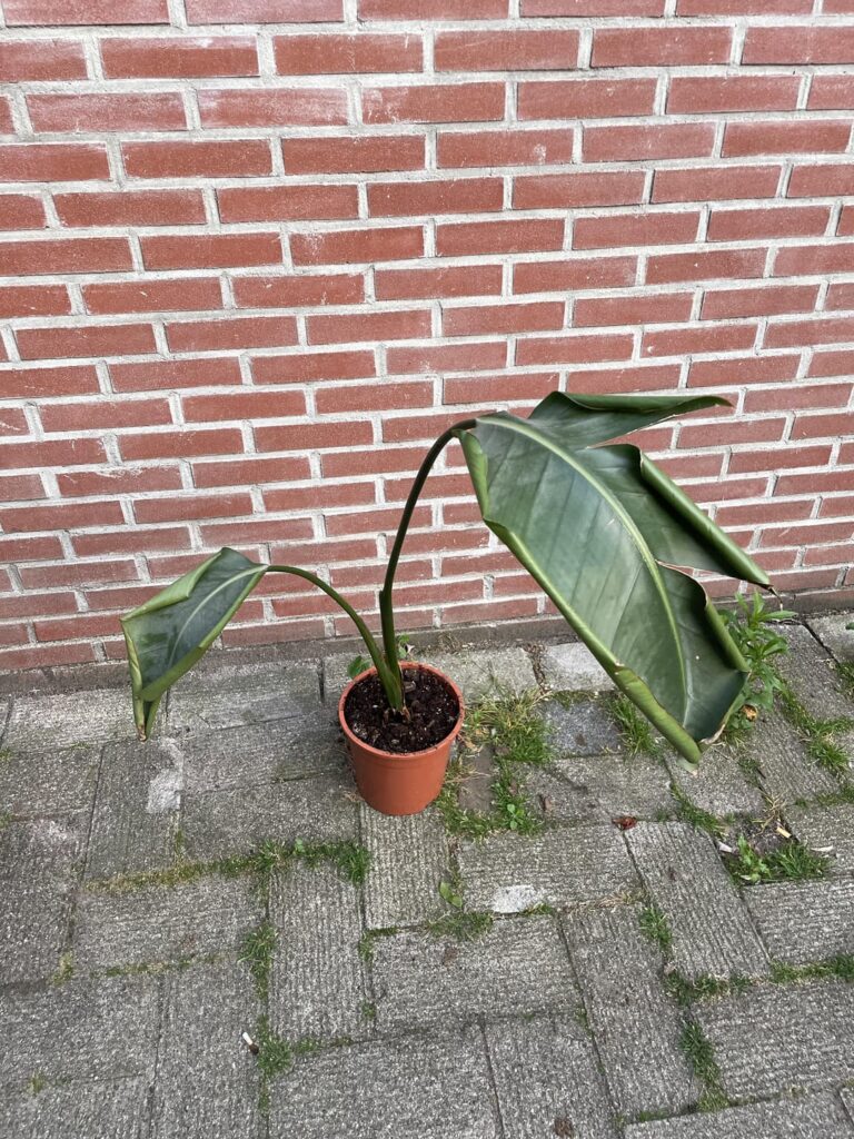 Just found this bird of paradise plant in the trash. Can it be saved?