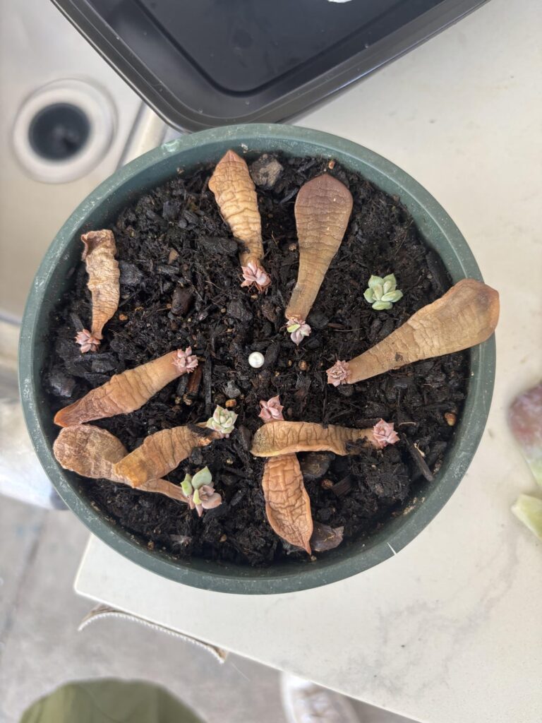 plsss help what's wrong with some of these props?