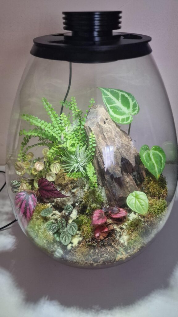 White mold spreading all over terrarium, springtails aren't helping!