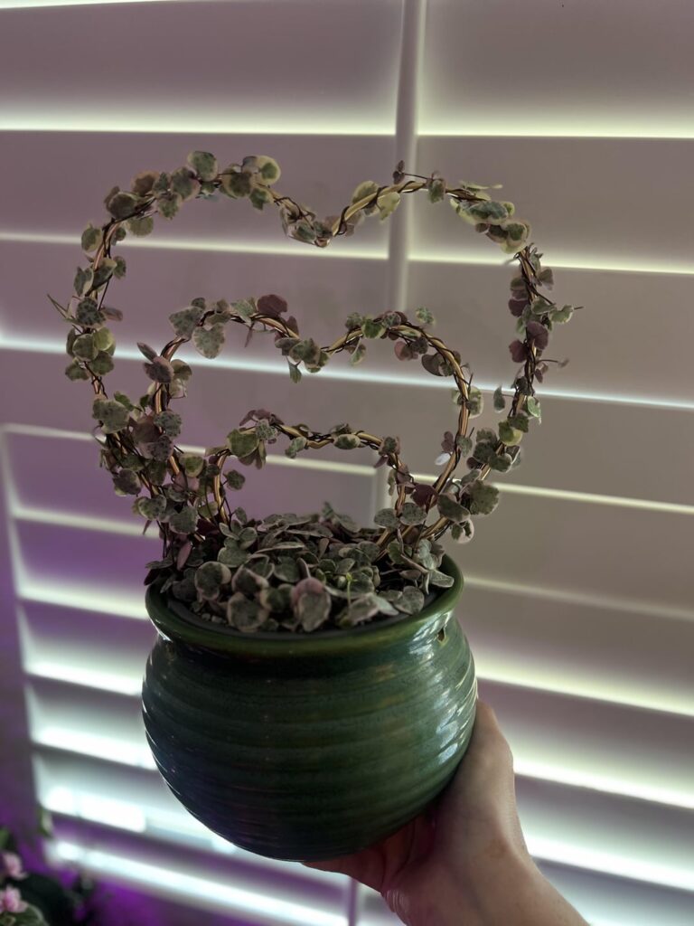Another string of hearts on a heart shaped trellis