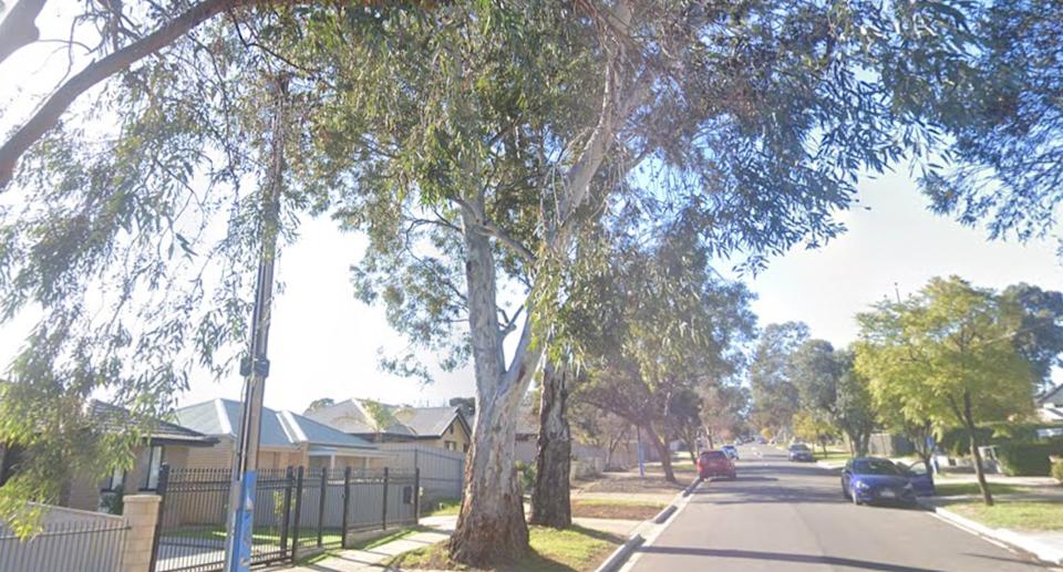 Two gum trees on a verge on a suburban street. 