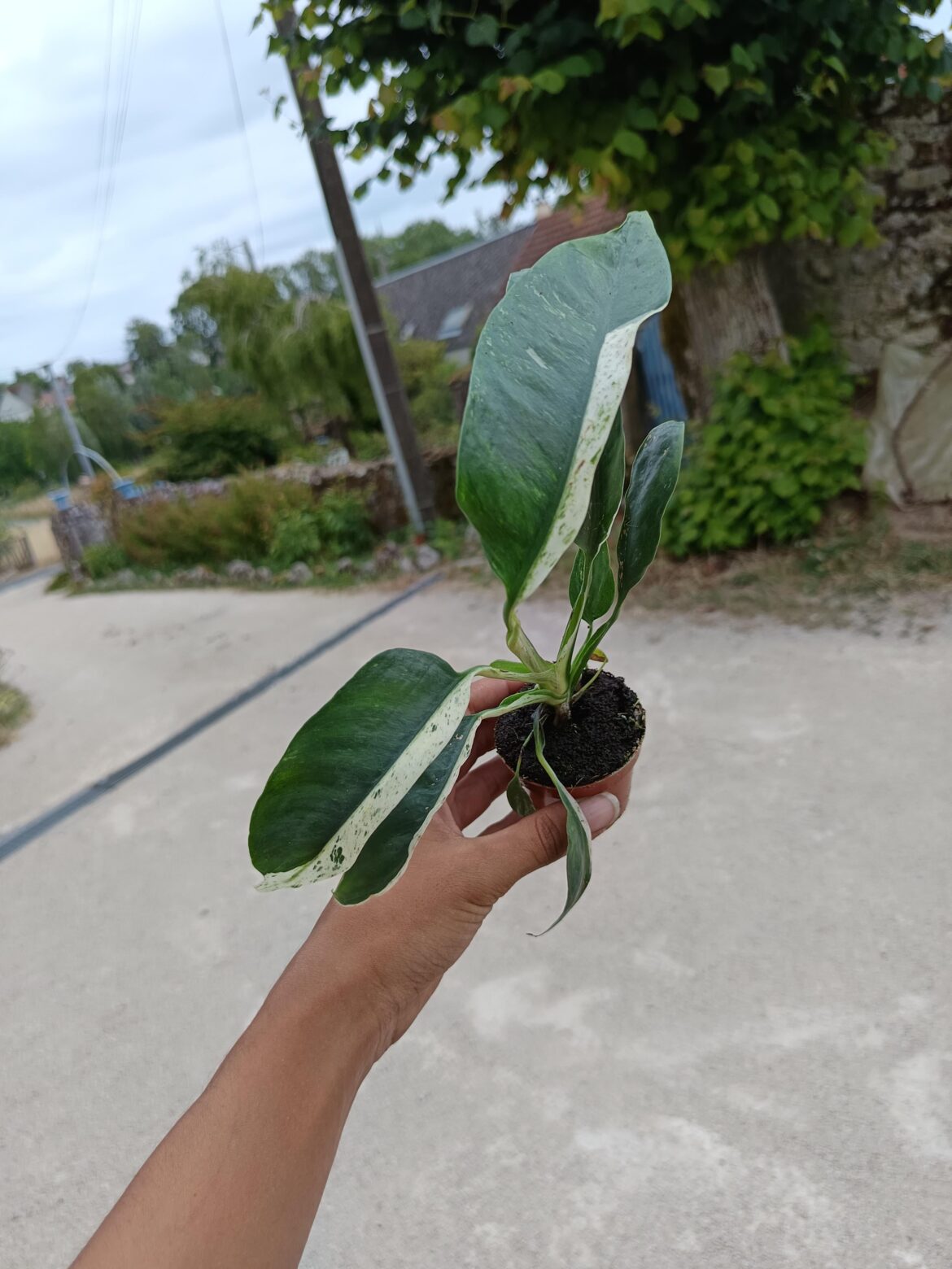 What is this plant?