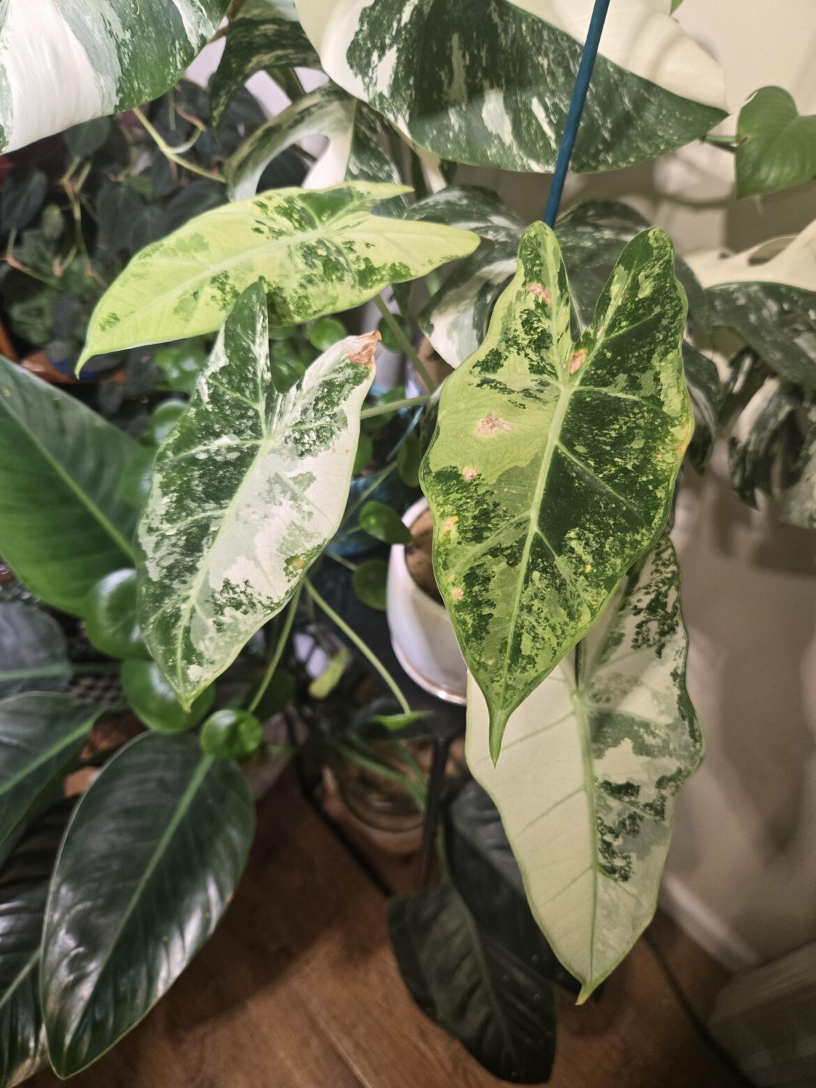 My Frydek decided to change it's variegation style