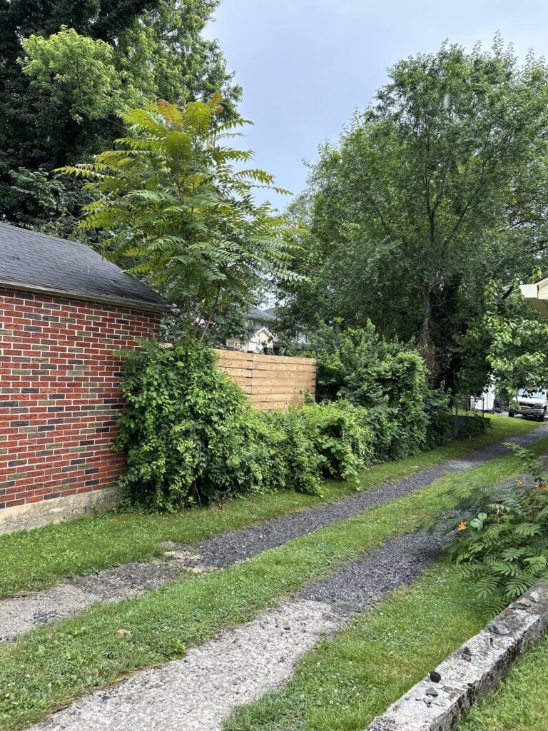 What are these growing where I don’t mow ?