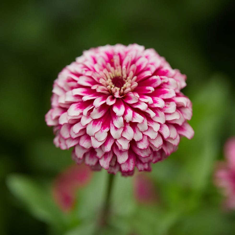Mazurkia Zinnia Seeds