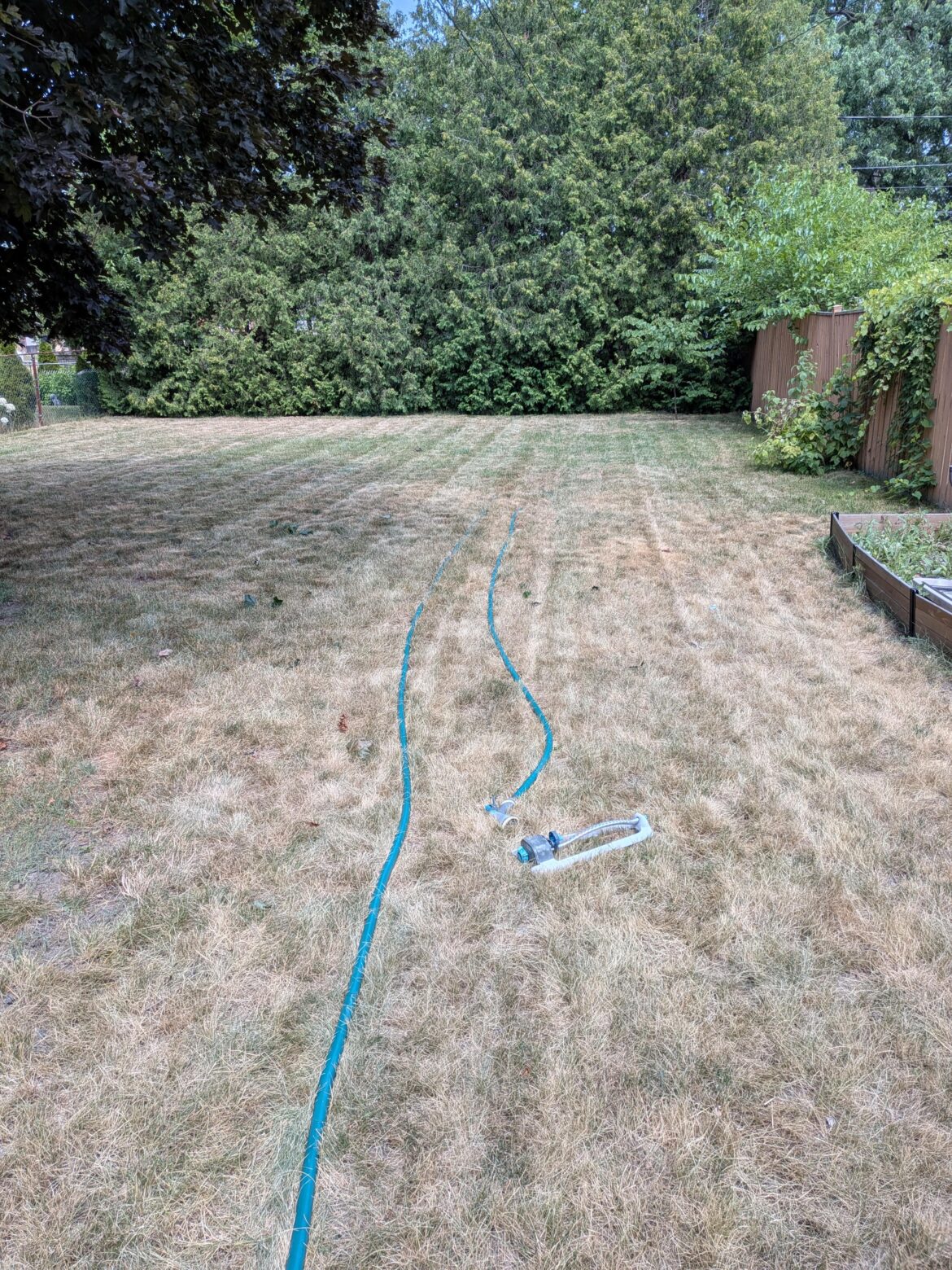 The sun has absolutely obliterated my back yard lawn. Will increased watering restore it or what can I do? Southern Ontario Canada