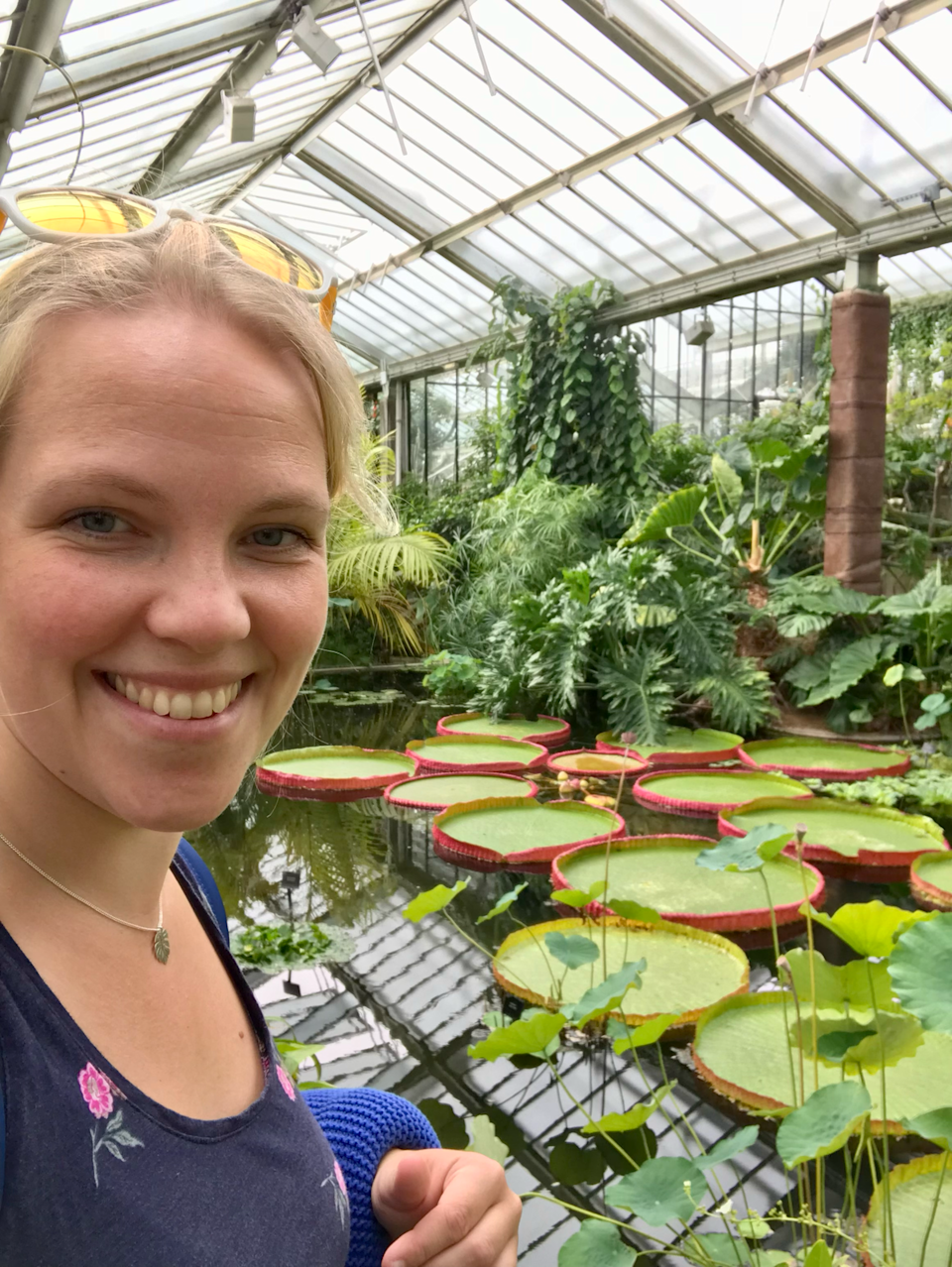 The giant waterlilies were discovered at Kew Gardens itself. (Becky Searle)