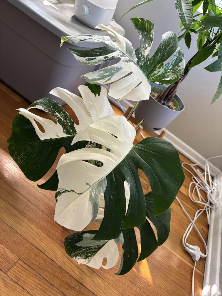 Picked up my first Albo today my guy had a whole green house in his backyard