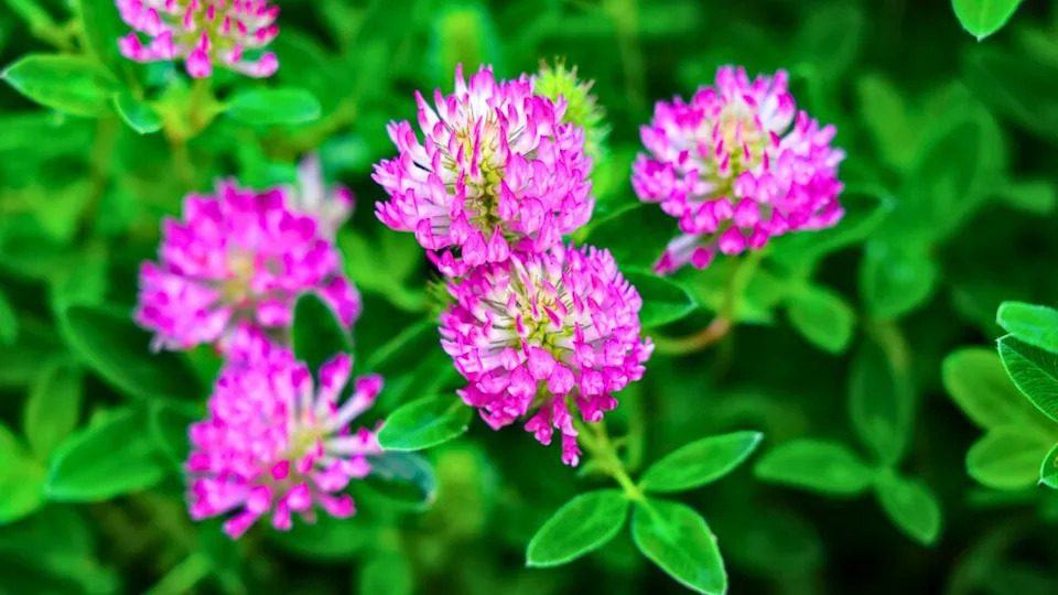 Trifolium pratense, the red clover, is a herbaceous species of flowering plant in the bean family Fabaceae.