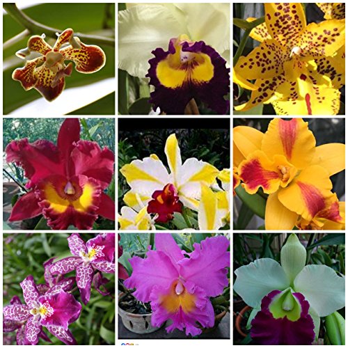 5 Live Orchid Plants (cattleya, Oncidium, Dendrobium, Vanda, and Phalaenopsis ) Premium Beautiful Orchids - Angel&rsquo;s Orchids