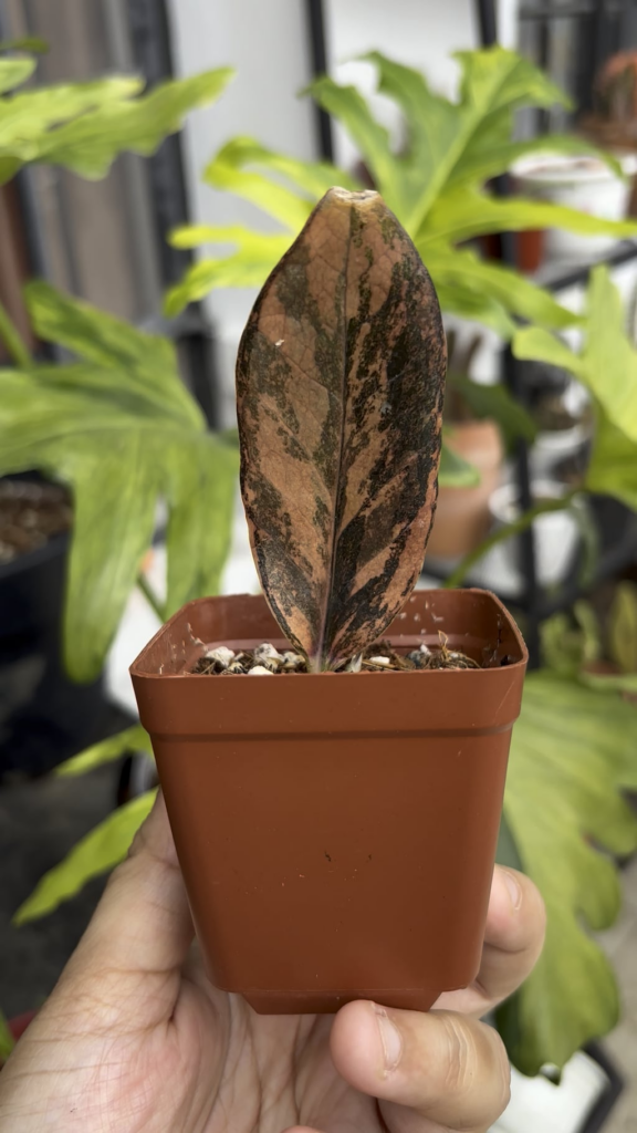 Variegated Zz raven propagation