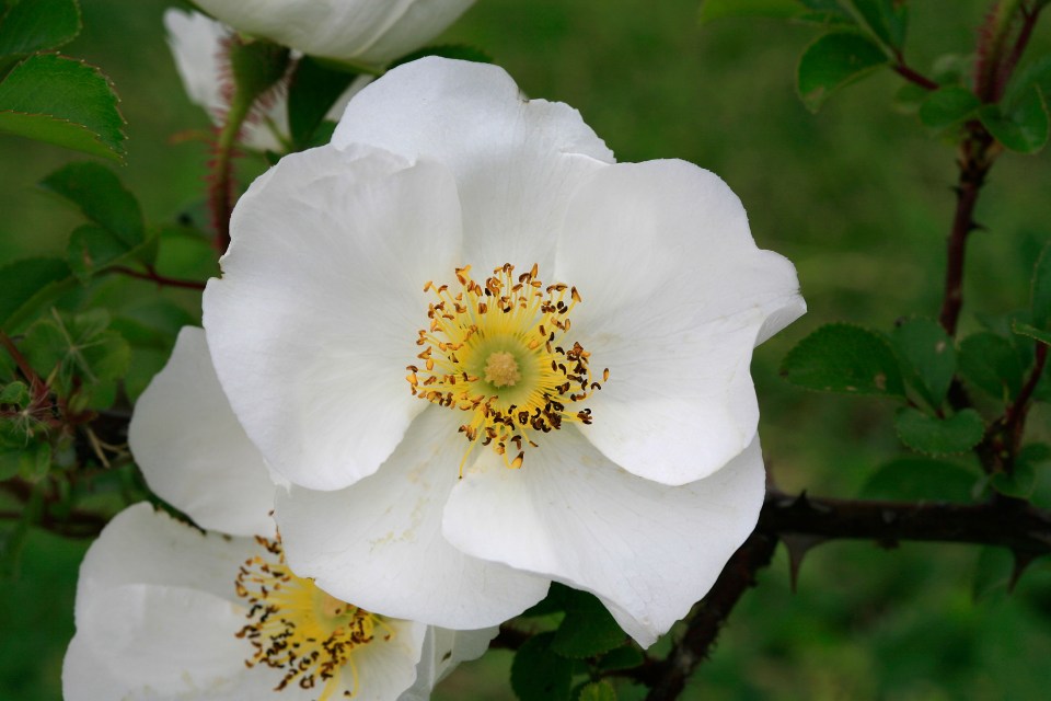 Close-up of a white Rosa laevigata flower.