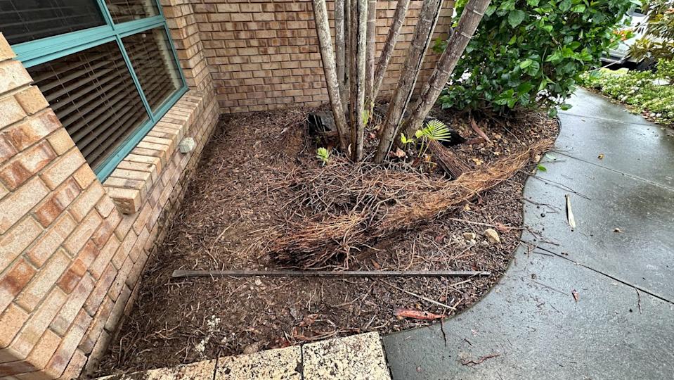 A golden cane palm out the front of a Queensland home.