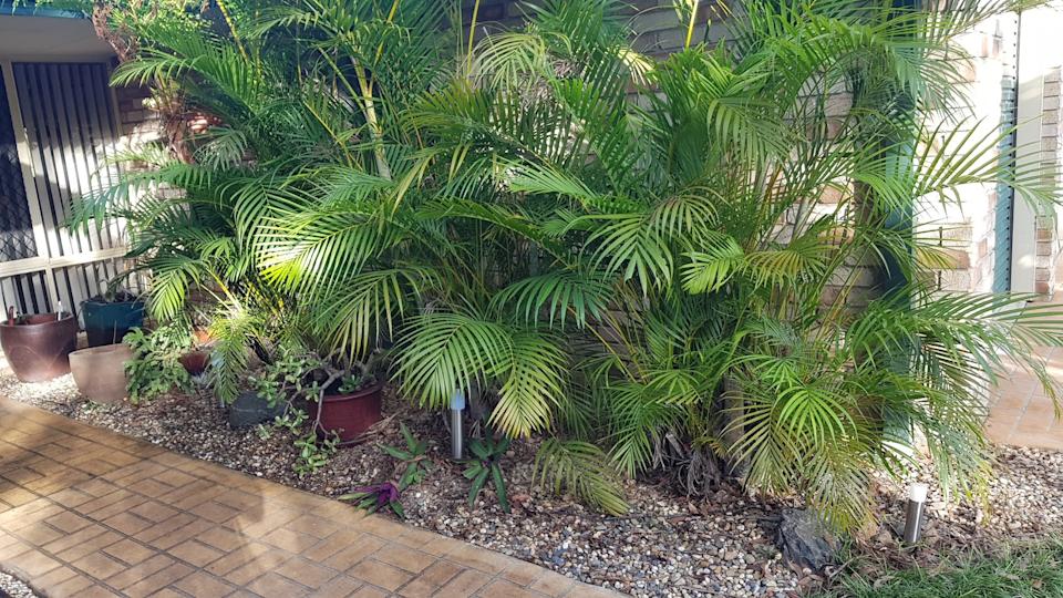 Palm trees planted up against a house in Queensland. 