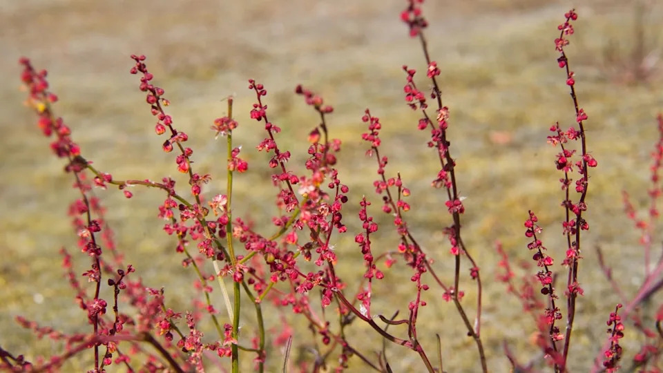 loseup of the tiny flower of Sheep's sorrel - Rumex acetosella