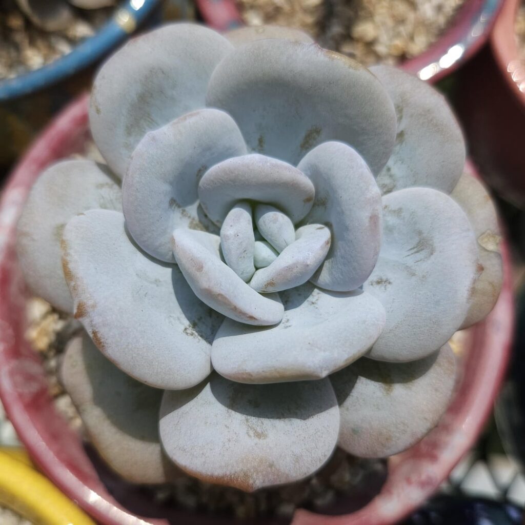 Echeveria laui [Echeveria laui Moran & Meyrán,1976]