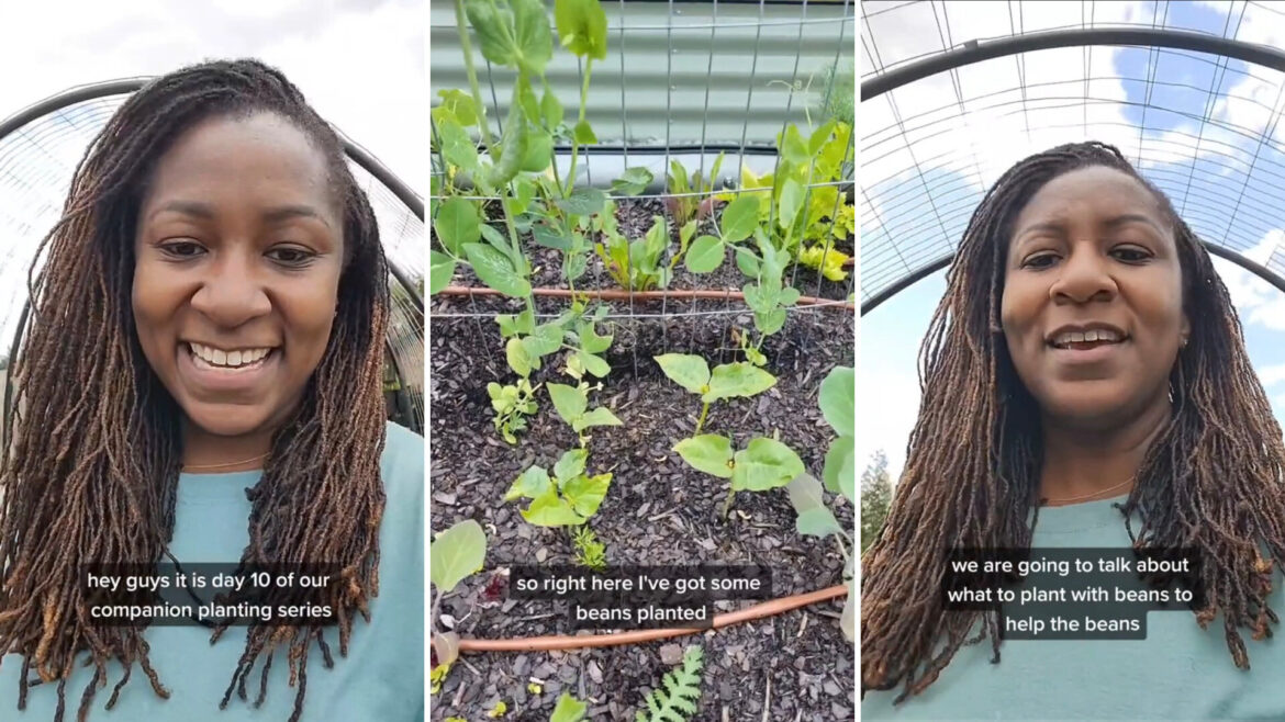 Gardener shares simple method to protect your plants from pests: ‘Vital’ "Thank goodness."