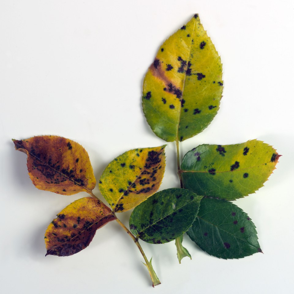 Rose bush leaves with black spot disease.