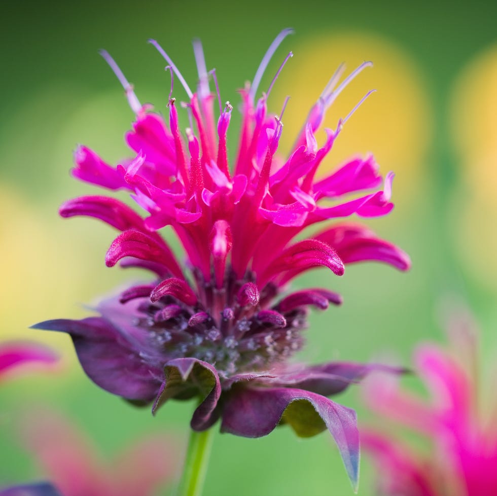 bee balm blossom