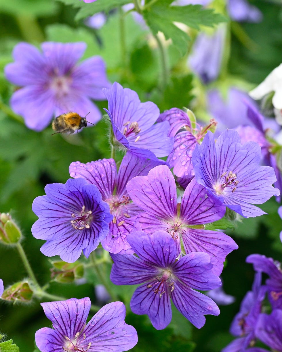 best groundcovering plants