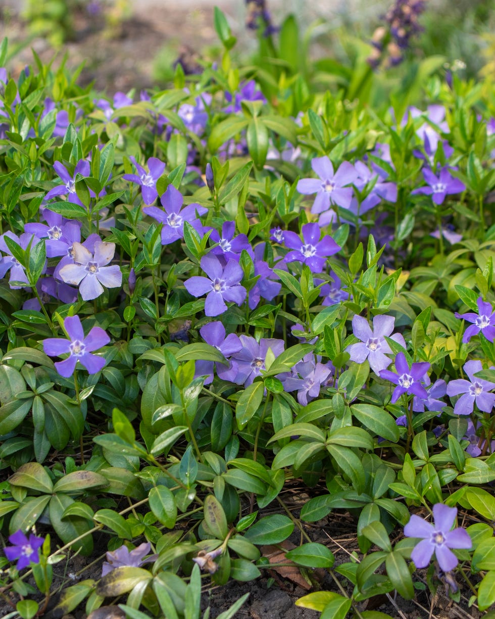 best groundcovering plants