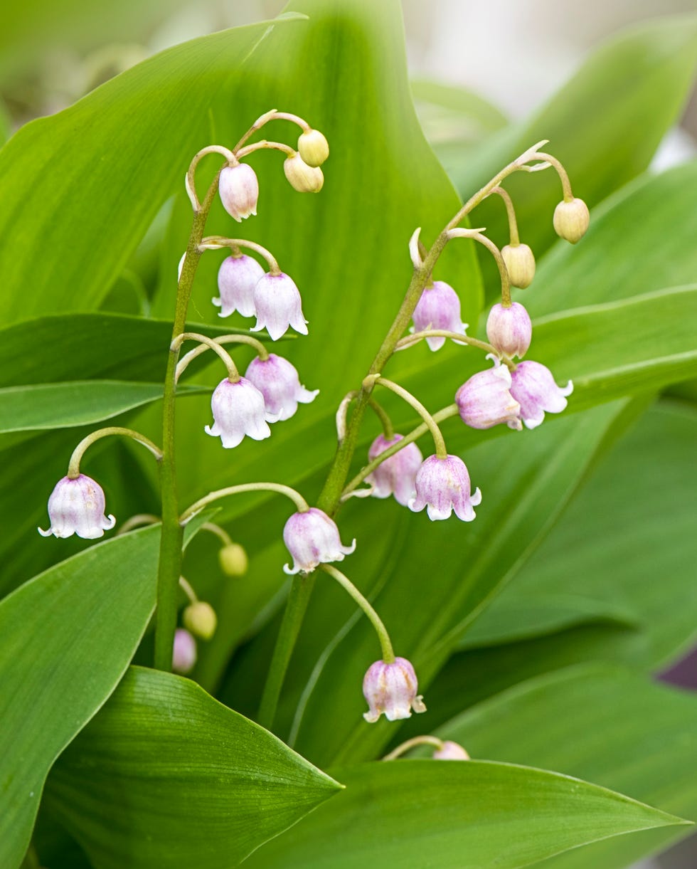 best groundcovering plants
