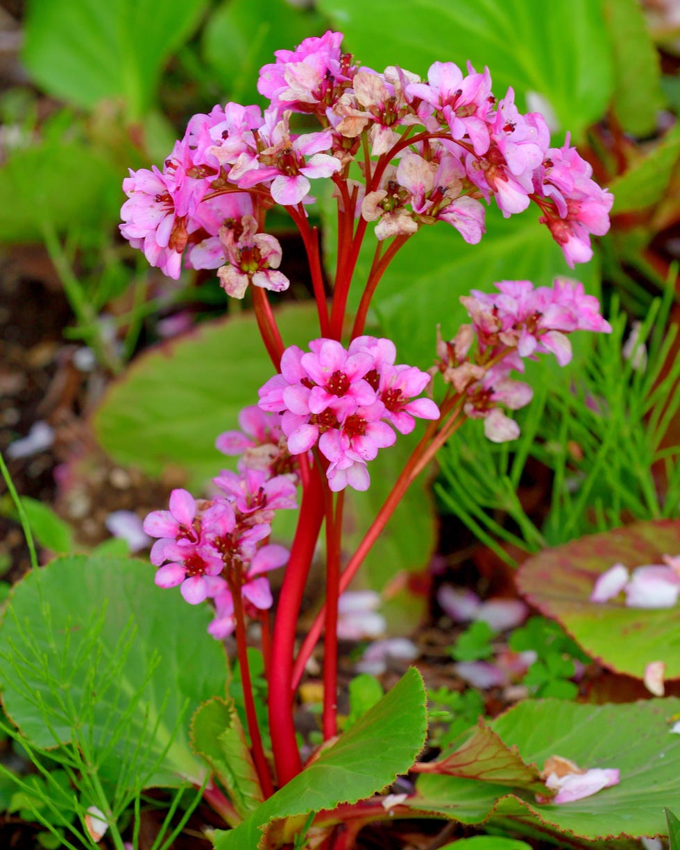 best groundcovering plants