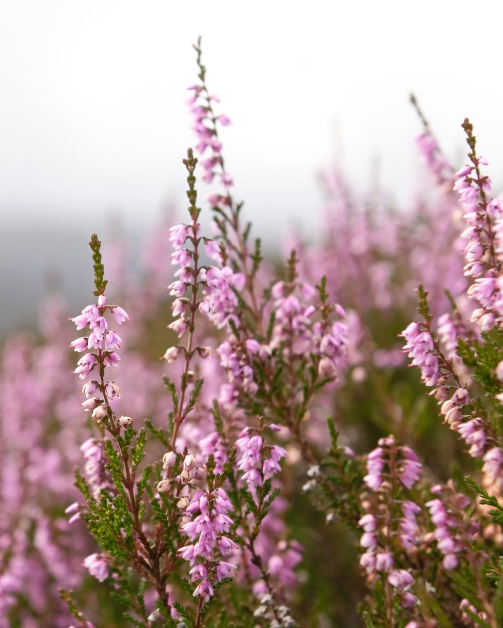 best groundcovering plants