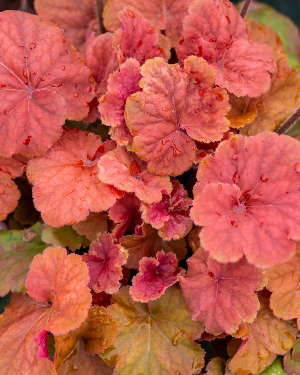 best groundcovering plants