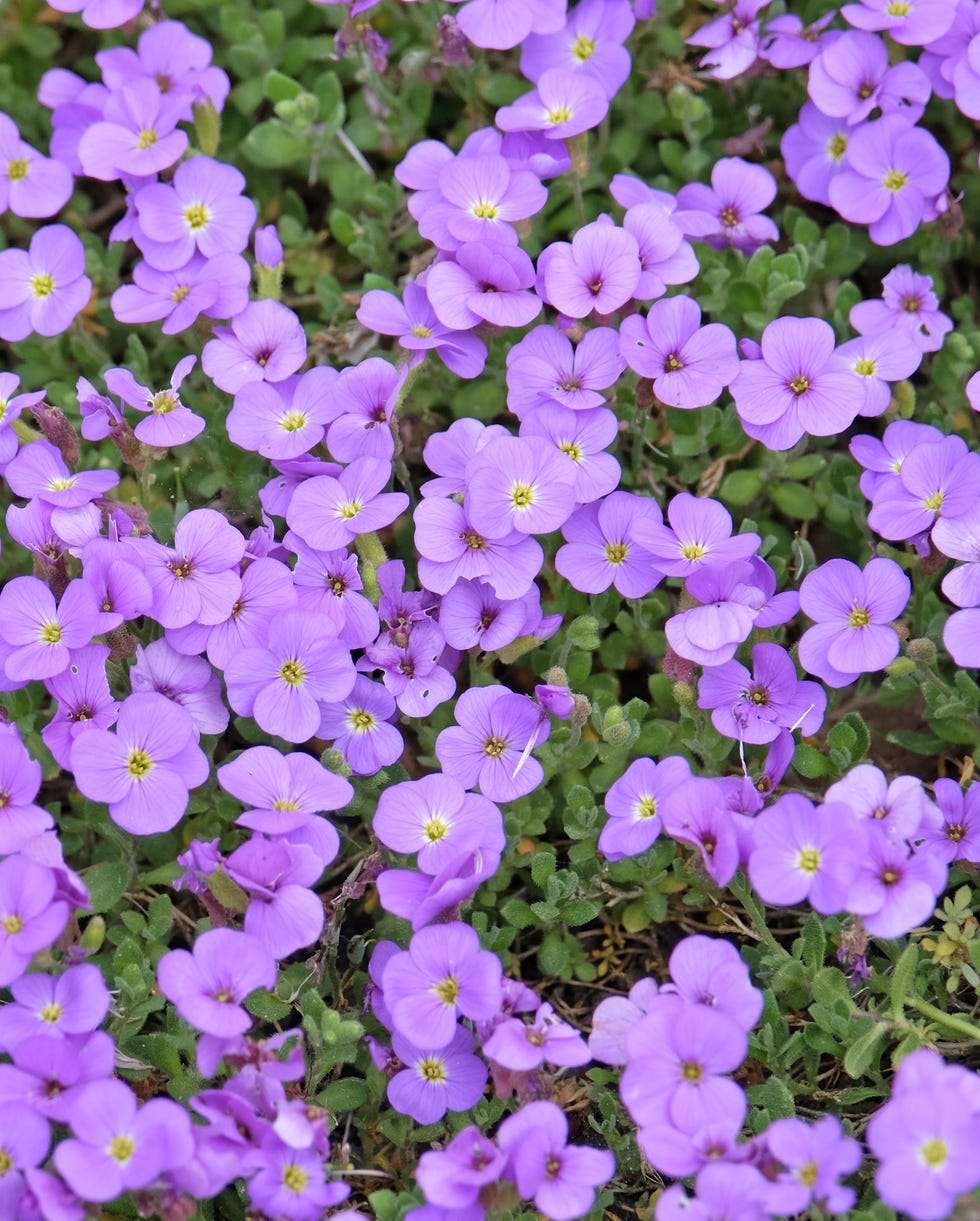 best groundcovering plants