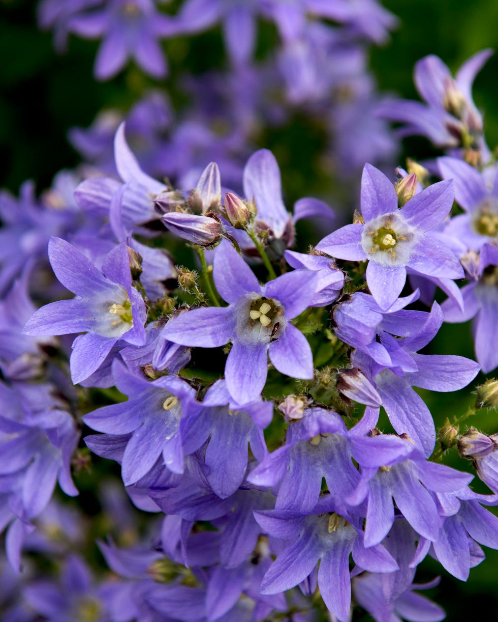 best groundcovering plants