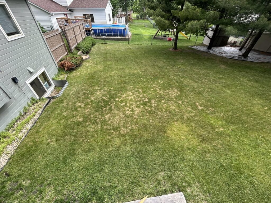 30 year old Fescue and Ryegrass lawn.  Time to just scrap it all and restart? 30 year old Fescue and Ryegrass lawn.  Time to just scrap it all and restart?