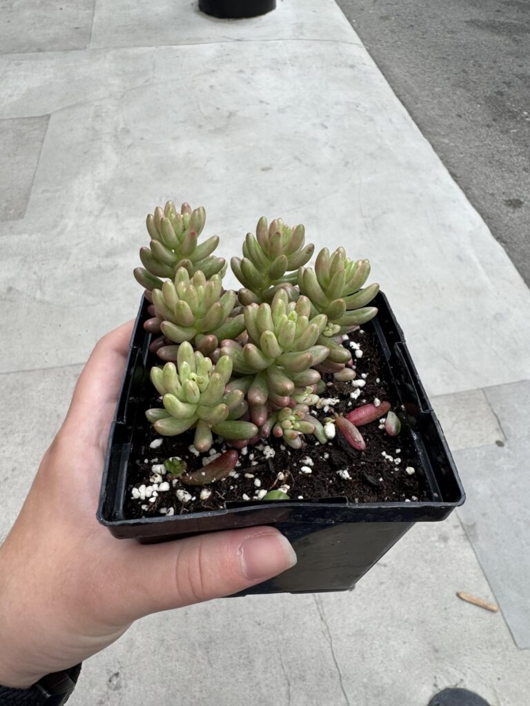 My jelly bean succulent is wilting and falling apart