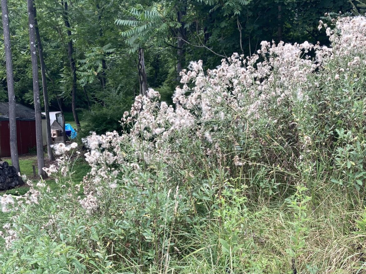 Do you know what these plants are?  In person, they do not look purple