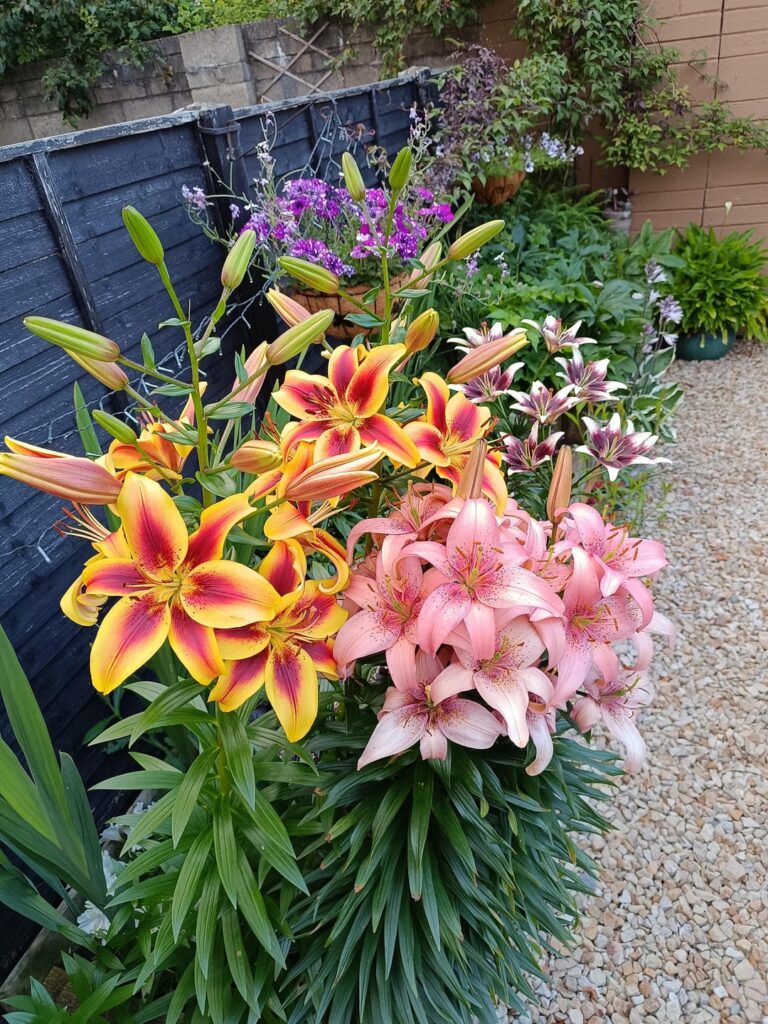 This year the Lilly's are showing off.