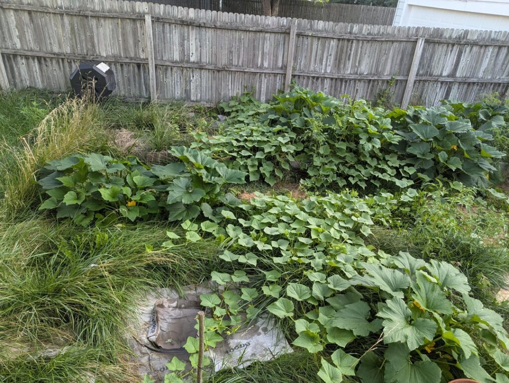 Slowly Phasing Out The Grass Using Vegetables