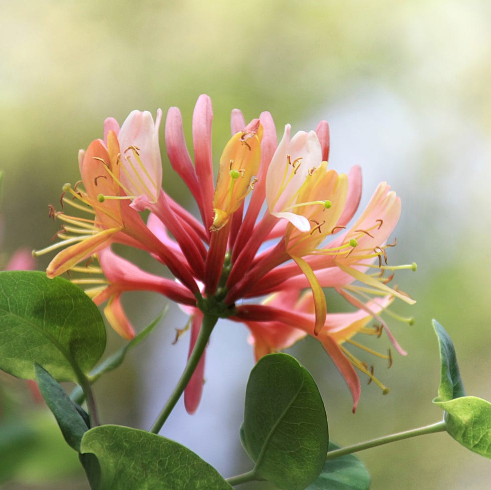 honeysuckle