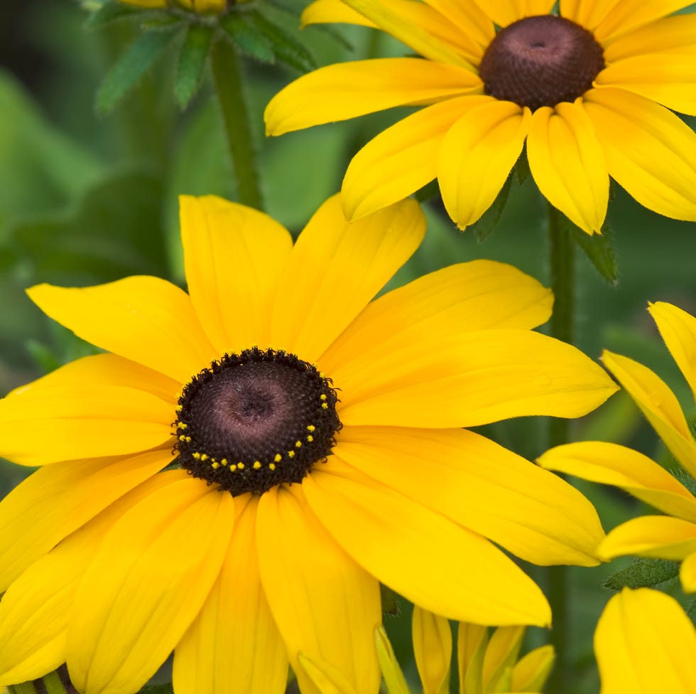black eyed susan