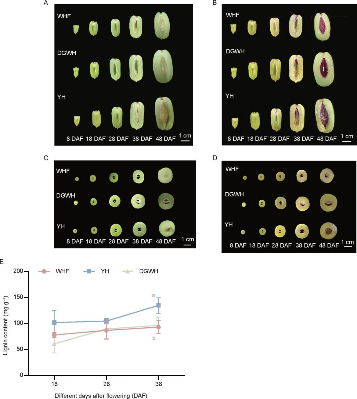 Transcriptome-based analysis of lignin accumulation in the regulation of fruit stone development and endocarp hardening in Chinese jujube