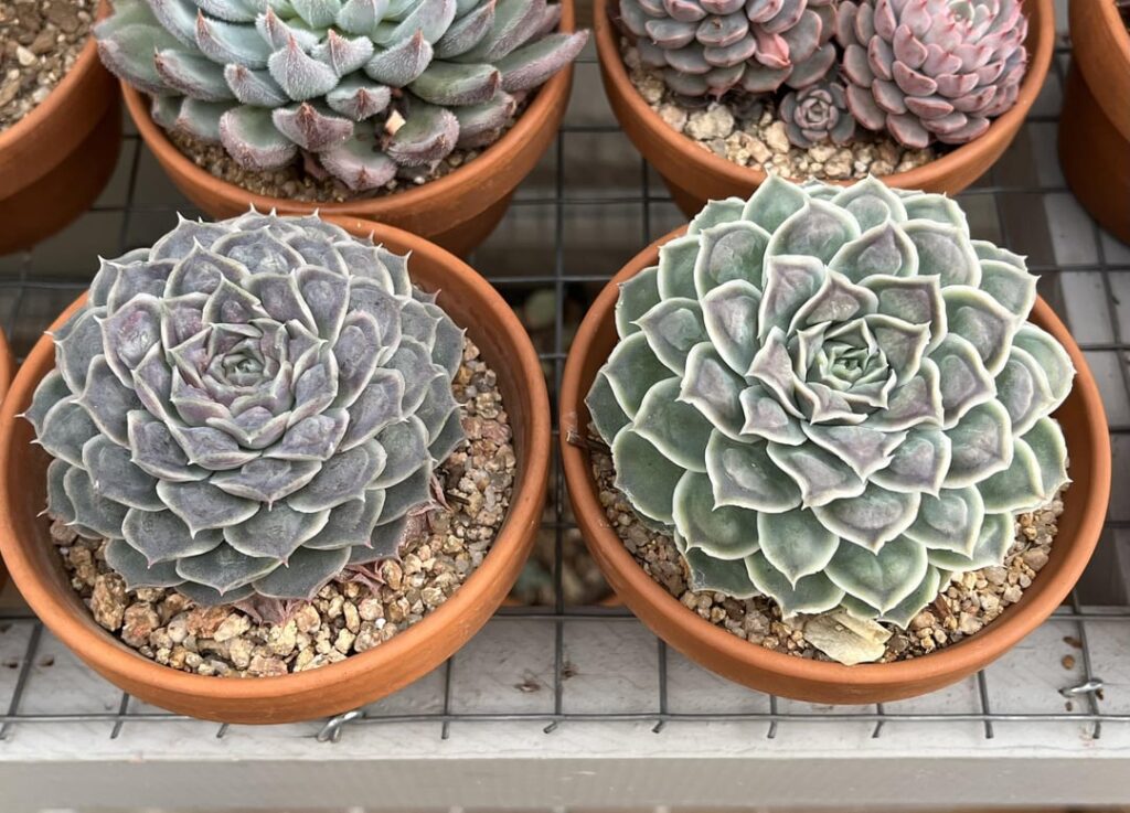 E. hyalina with caruncles