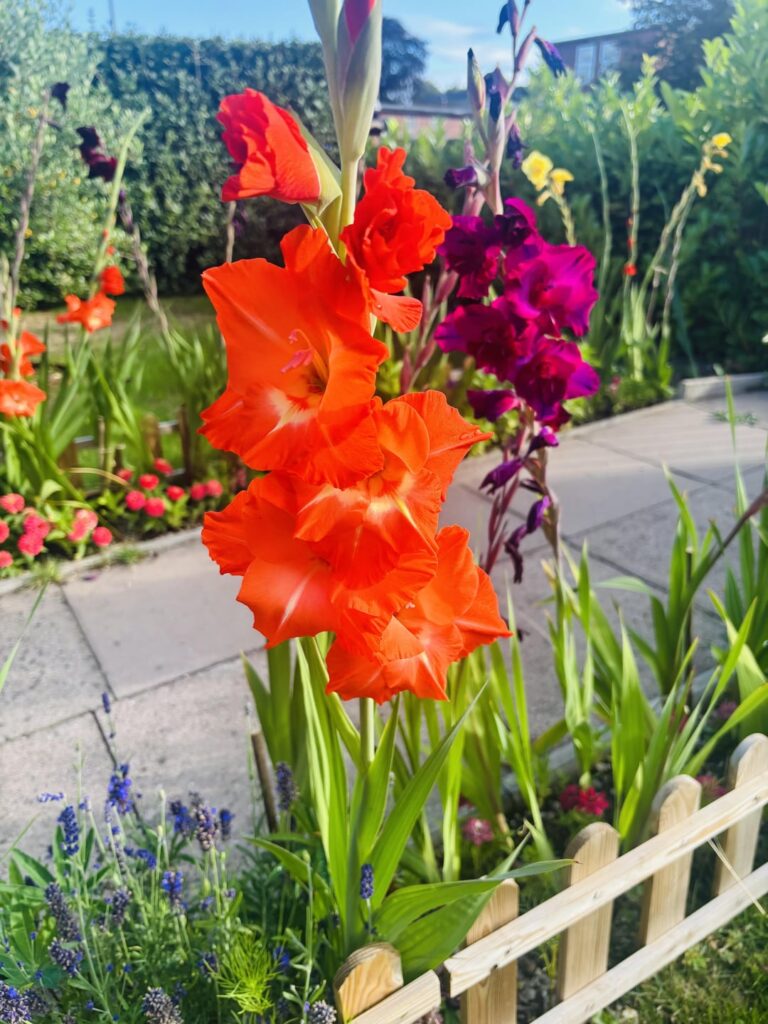 Gladiolus in my garden 🥰.