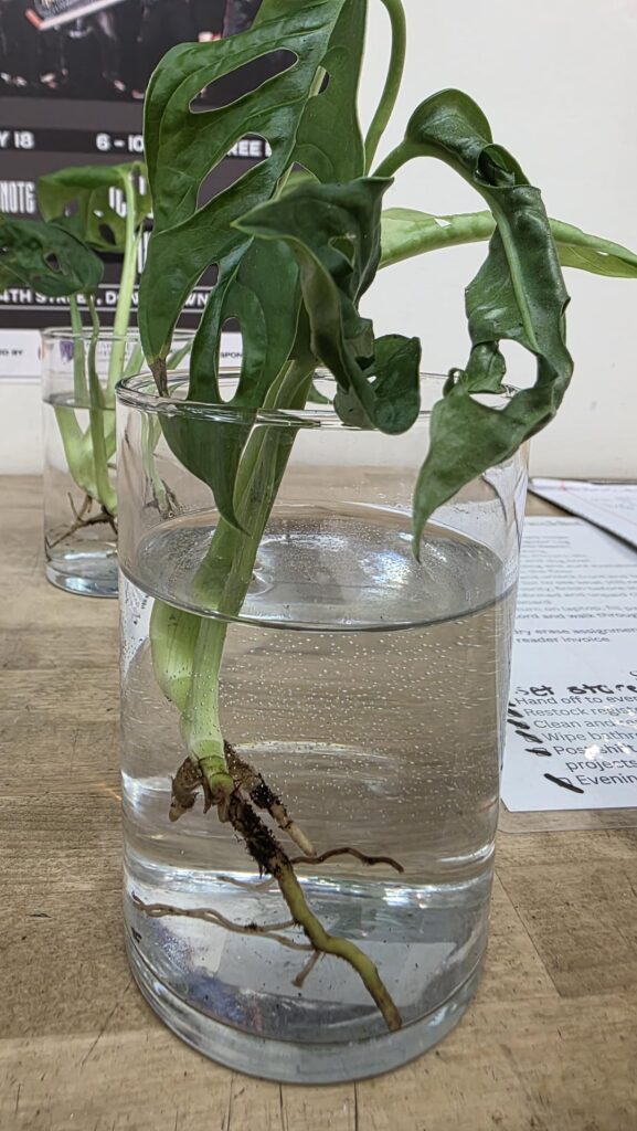 Is there hope for these monstera cuttings?