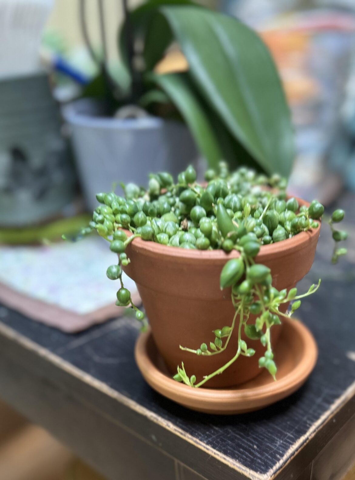 What plant can you not give up on even though you have killed them so many times?