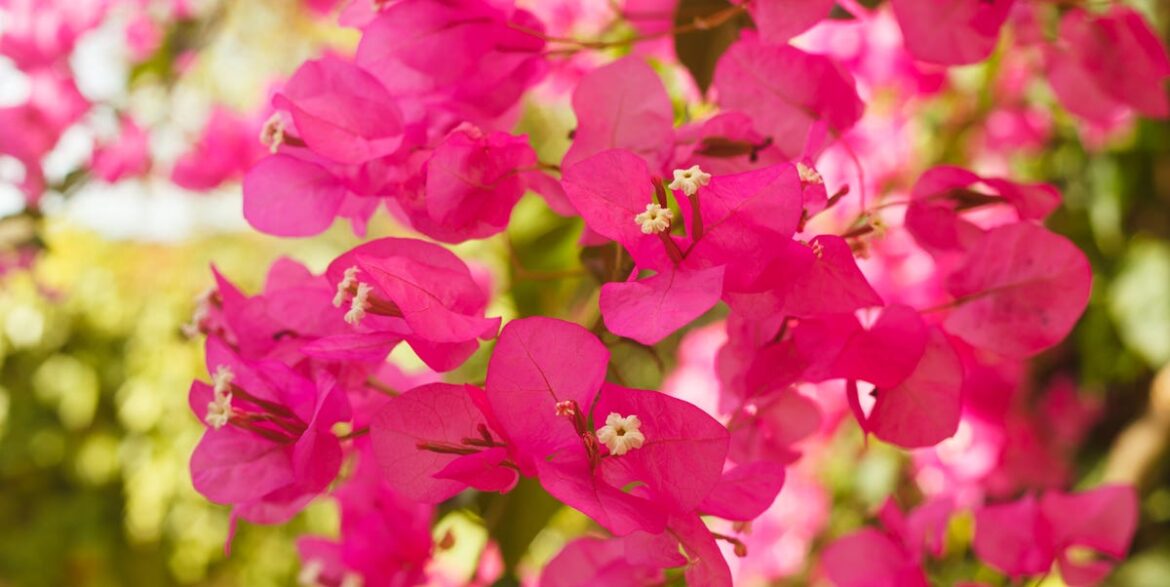 How to Grow and Care for a Bougainvillea Plant How to Grow and Care for a Bougainvillea Plant