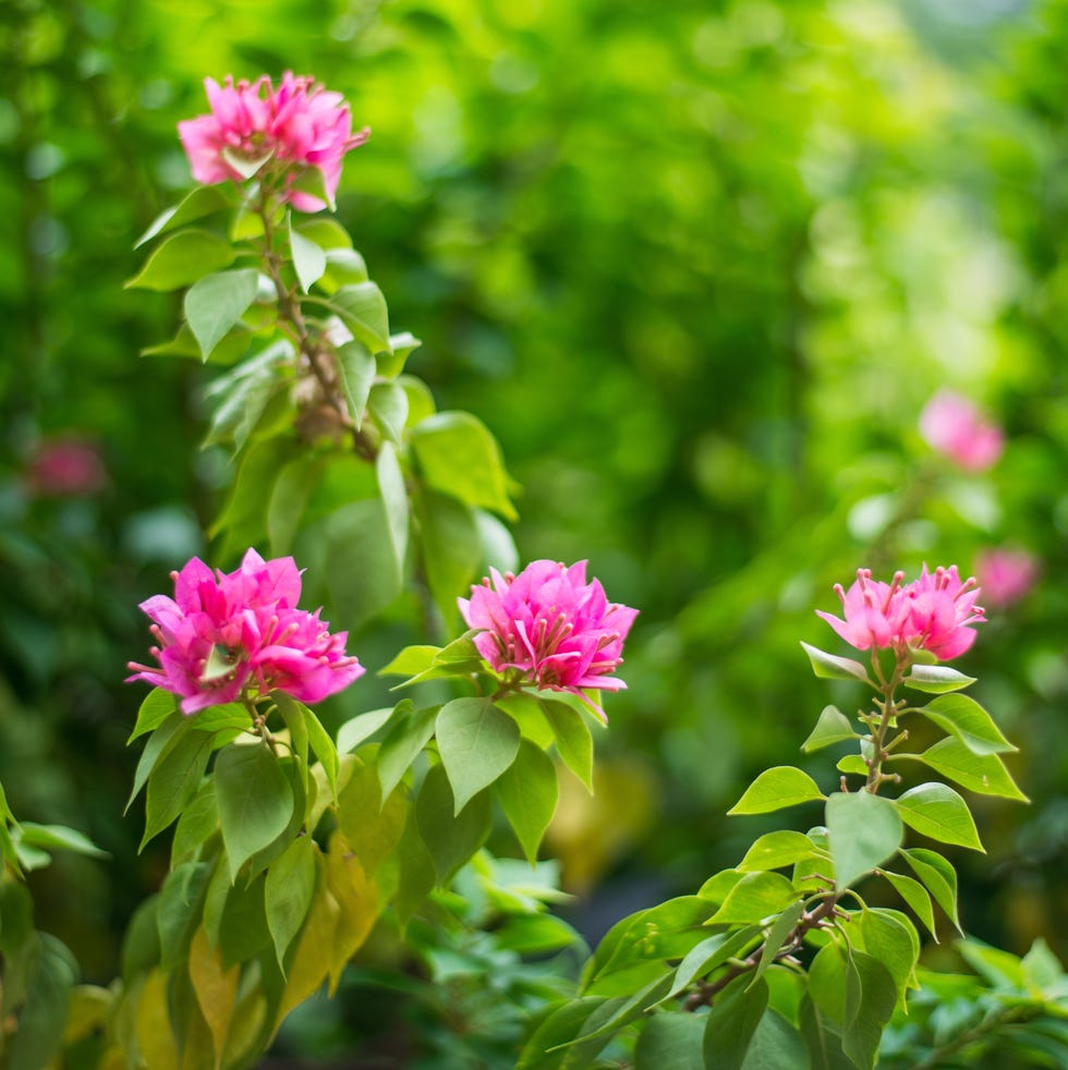 bougainvillea