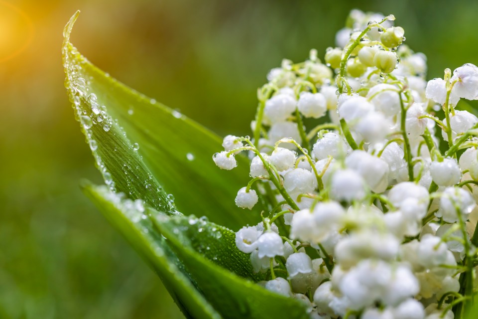 Close-up of lilies of the valley with water droplets.